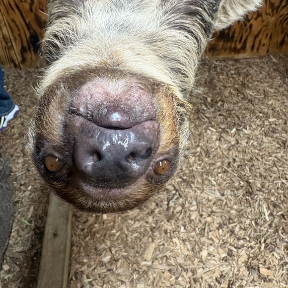 jezzierabbit